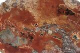 Bright-Red, Polished, Petrified Wood Round - Arizona #244920-1
